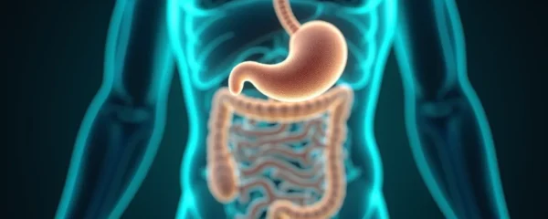 Conceptual illustration of a healthy gut barrier strengthened by probiotics